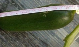 梦见吃新鲜小瓜,揭秘吃新鲜小瓜的神秘寓意