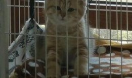 托尔吃瓜官网,揭秘娱乐圈幕后故事，带你领略明星真实一面