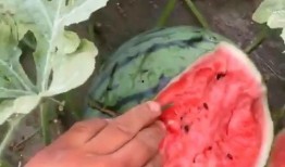 瓜根本吃不过来