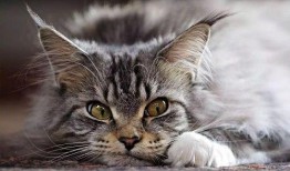 缅因猫吃瓜视频