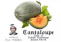 吃瓜群名称推荐,网络社交新现象背后的故事与影响