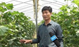 肥东吃瓜,揭秘当地特色美食背后的故事