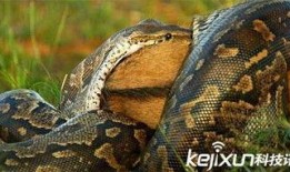 巨大蟒蛇吞人吃瓜