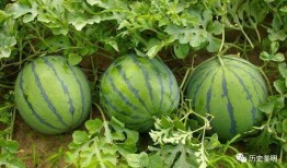 时遇吃瓜,揭秘娱乐圈的幕后故事