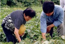 南京交院视频吃瓜,揭秘校园生活趣味瞬间