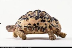 乌龟吃角瓜解压,解锁解压新方式