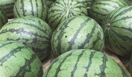 免费吃瓜地瓜,畅享田园美味新体验