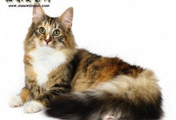 缅因猫吃瓜视频