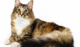 缅因猫吃瓜视频