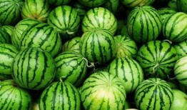 常吃瓜的种类,盘点常见瓜果种类及独特风味