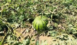 北枫吃瓜,揭秘娱乐圈那些不为人知的幕后故事