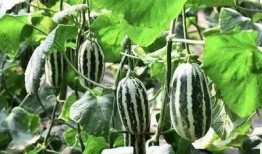 吃蜜糖长大的吧 吃瓜