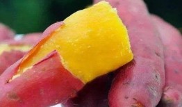 吃300克地瓜,揭秘地瓜的营养与益处