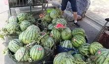 安新校园吃瓜事件,揭秘校园八卦背后的真相