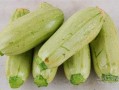 吃瓜百科网站