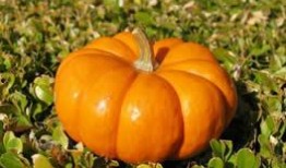 梦见吃新的瓜,瓜熟蒂落，品味新生