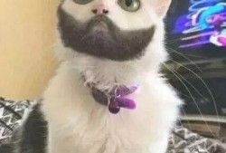 看图猜猫带你吃瓜,跟随“看图猜猫”探寻神秘瓜果世界