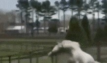 吃瓜群众表情动态