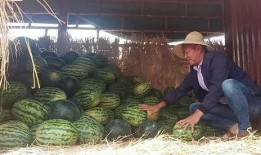 瓜农和吃瓜群众