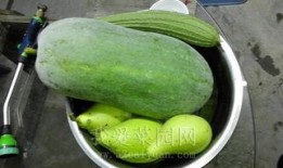 莱阳阳台吃瓜,瓜香四溢的夏日时光