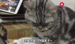 看猫后续吃瓜